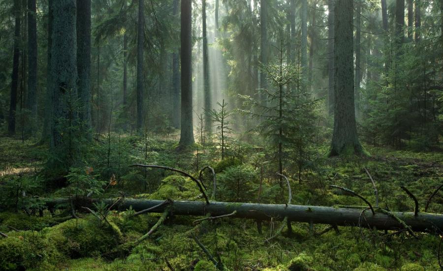 [Obrazek: 11978437-puszcza-bialowieska-900-551.jpg]